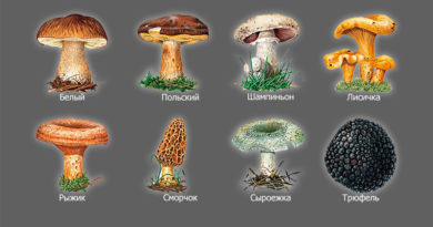 svetlcge.by грибы